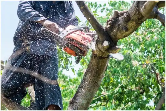 tree services Pettit